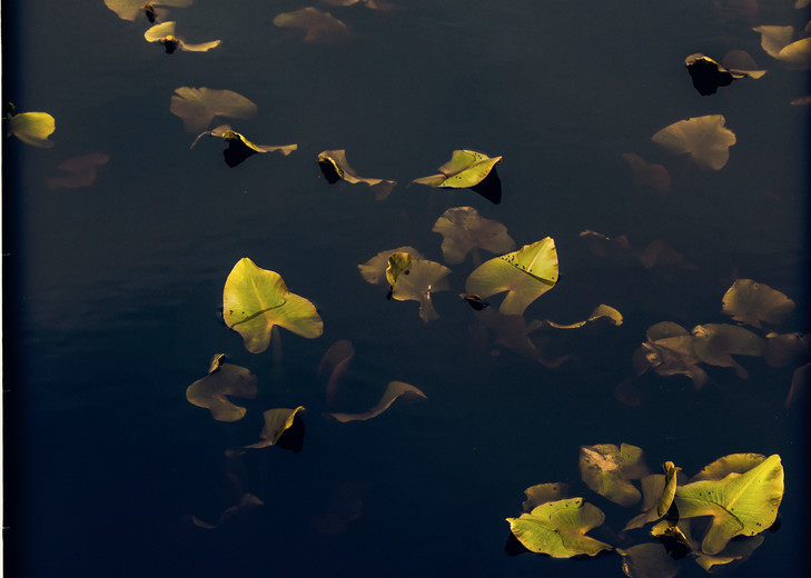 Spring Lily Pads #2