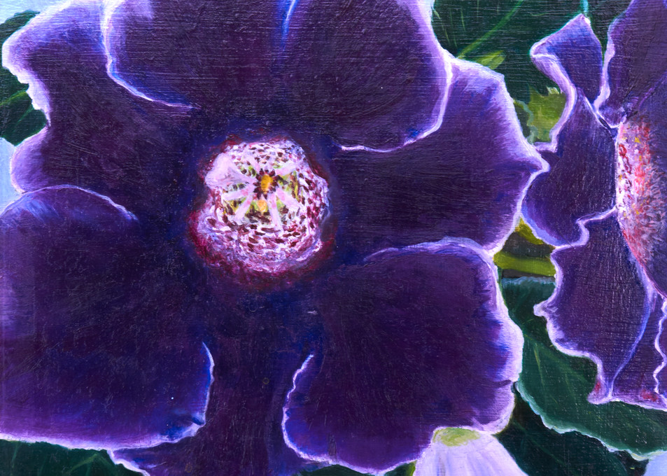 Violets-flower-up close