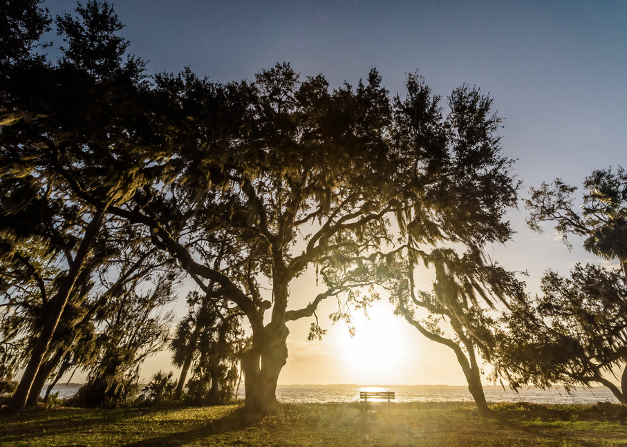 Oak Serenity Sunrise Photography Art | Gingerich PhotoArt