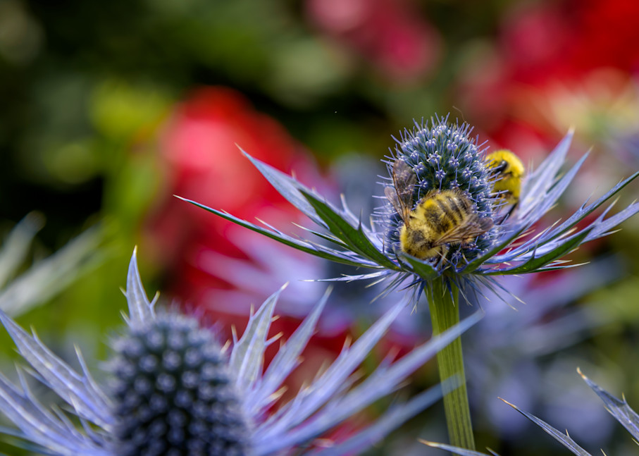 Bumble Bee Buffet Photography Art | Gingerich PhotoArt