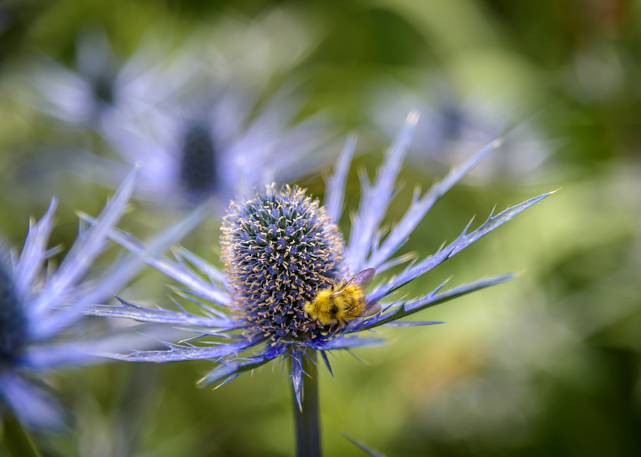 Bumble Bee Beauty Photography Art | Gingerich PhotoArt
