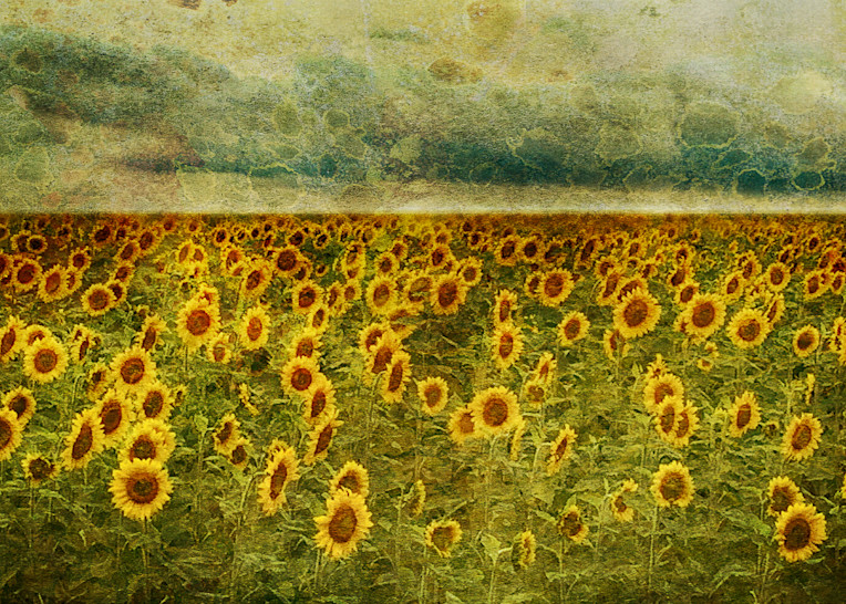 Geoscape Sunflower Field Art | FortMort Fine Art