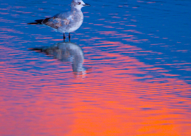 Seagull Reflections Photography Art | Gingerich PhotoArt