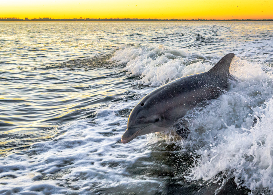 Sunset Dolphin Photography Art | Gingerich PhotoArt