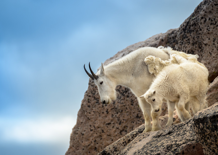 Mountain Goat Country Photography Art | Gingerich PhotoArt