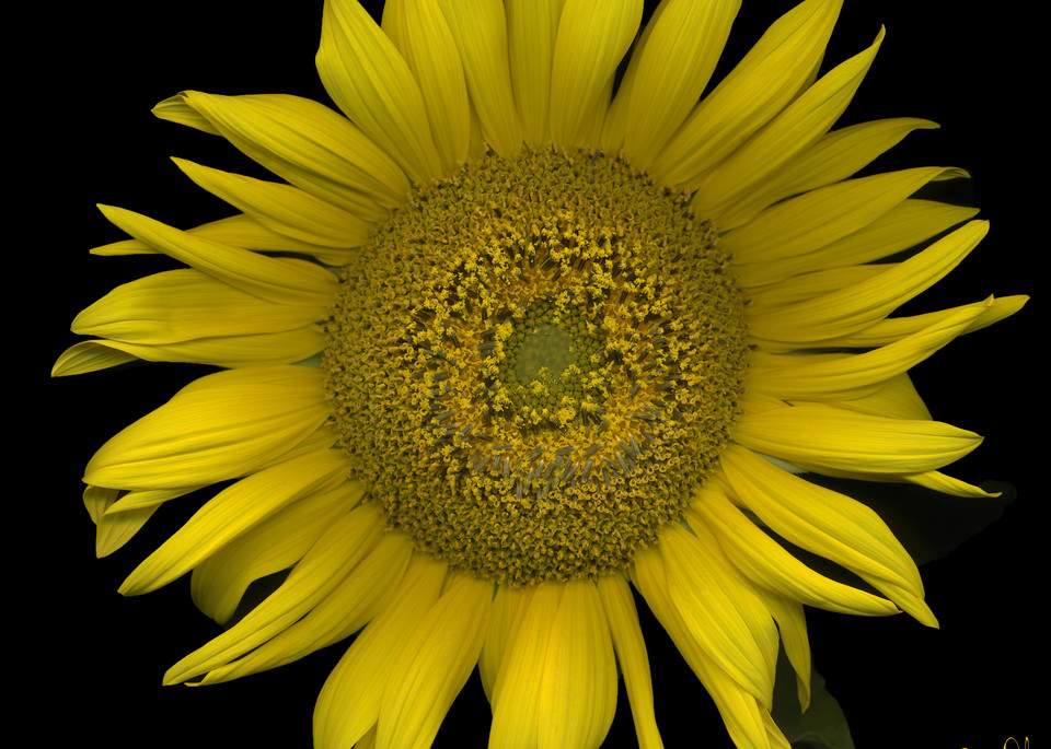 Flowers  Sunflower Art | FortMort Fine Art