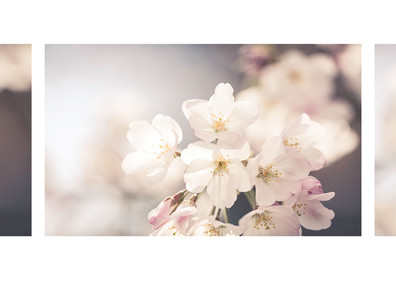 Cherry Blossom Tryptic Photography Art | Sandy Adams Outdoorvizions Photography