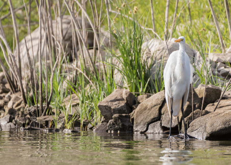 Great Egret, Lake Hodges, California