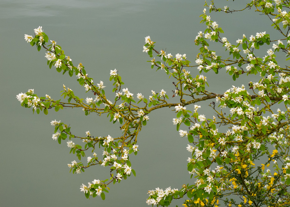 Blossoms On Water Art | Northwest Image