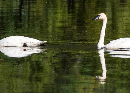Trumpeter swans swimming together