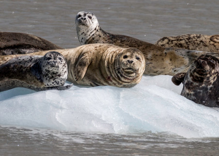 Harbor seals on glacial iceberg