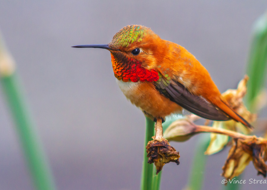 Fine art prints of a male Rufous hummingbird taking a breather.