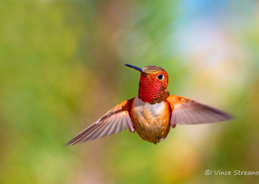 Fine art print of a male Rufous hummingbird captured mid flight.
