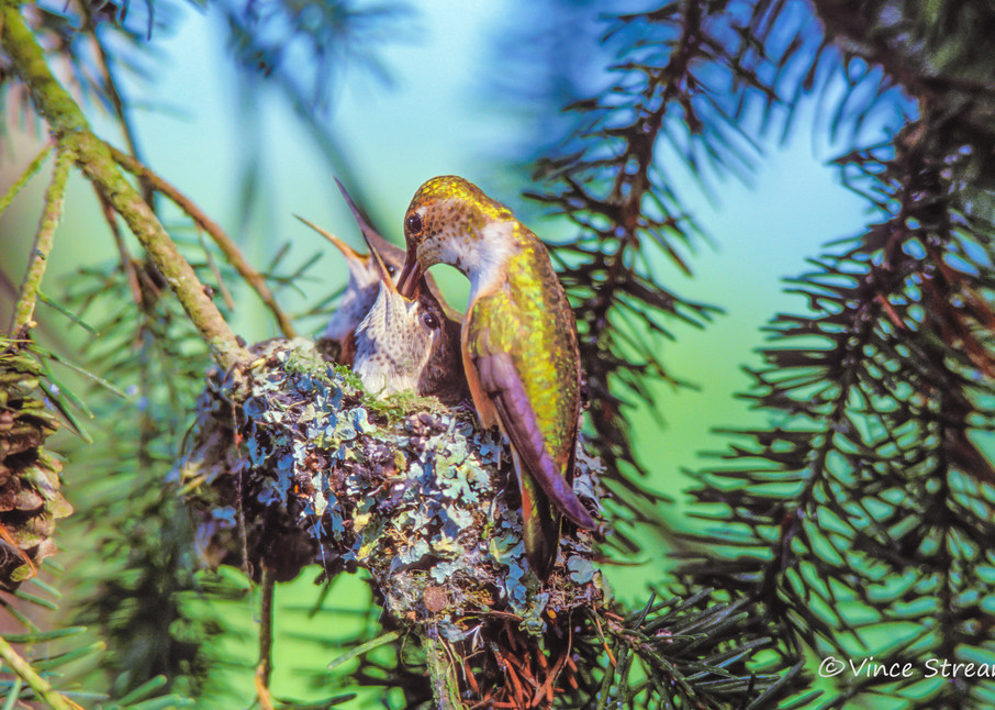 Fine art print of female Rufous hummingbird feeding young