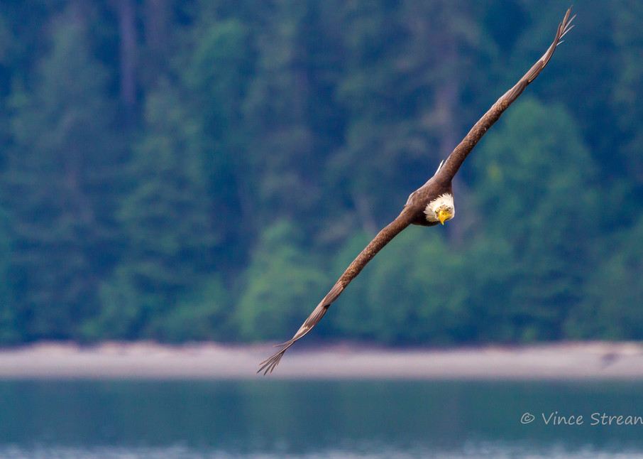 Fine art prints of an eagle soaring over Skagit Bay