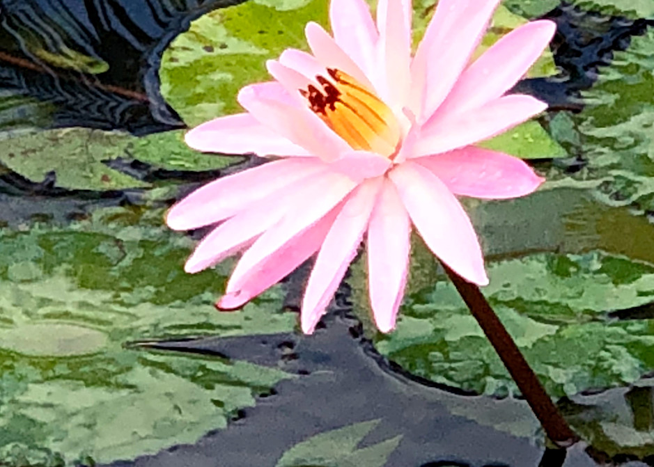 Water Lilies:  Hello Sunshine Art | Studio Artistica