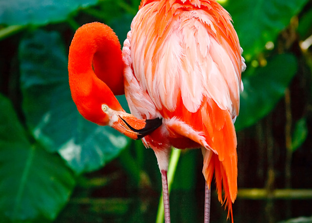Flamingo - No.2