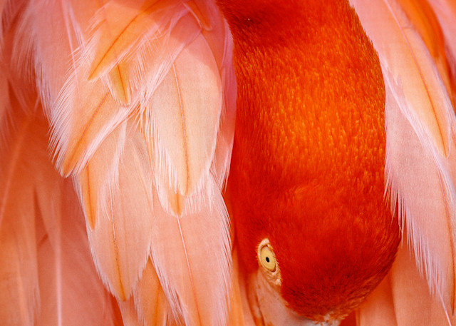 Flamingo - No.1