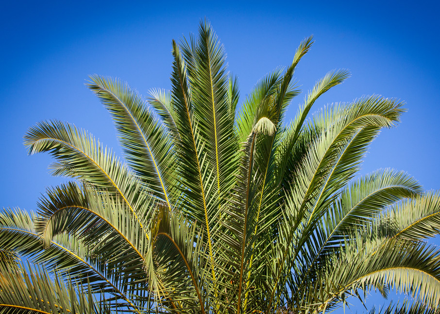 Majestic Palm