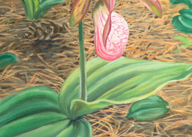 Pink Lady Slipper Art for Sale

