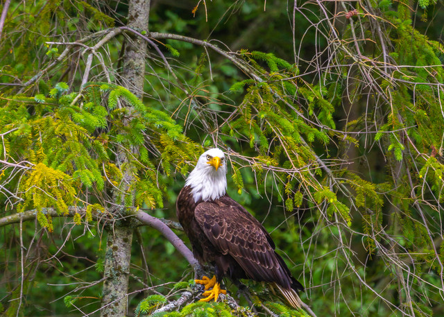 Fine art prints available of a resting bald eagle.