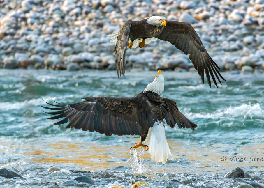 Fine art prints of two squabbling bald eagles