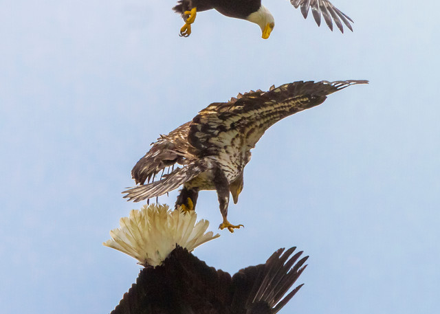 Fine art prints of three bald eagles fighting over a small fish