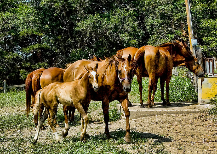 Horses Walk the Fence-Line Back to the Barn in Nebraska