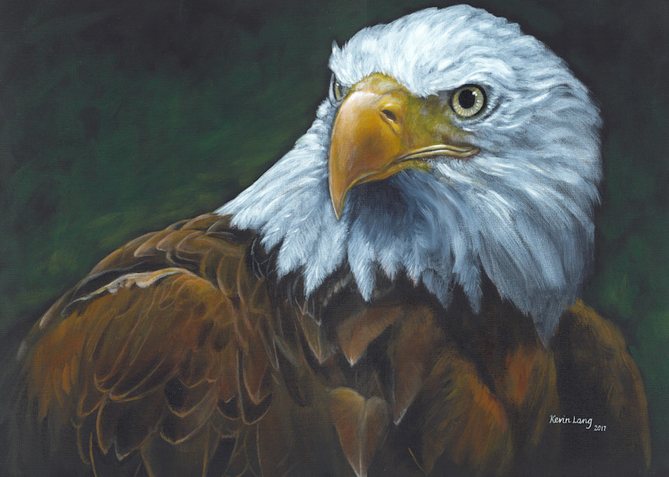 Old Abe   American Bald Eagle Art | Kevin Lang Fine Art