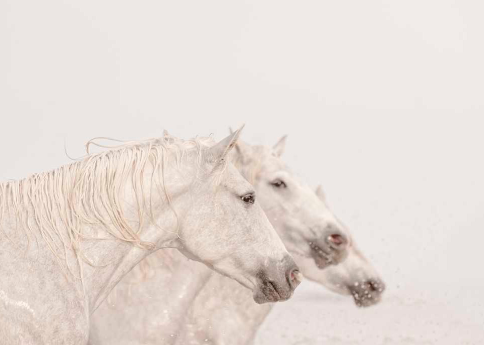 Three Horses Photography Art | DE LA Gallery