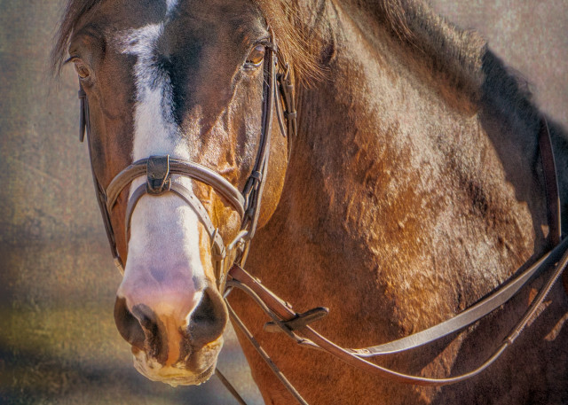 Bridle Portrait of Clintord #1 | Equine Collection | CBParkerPhoto Art