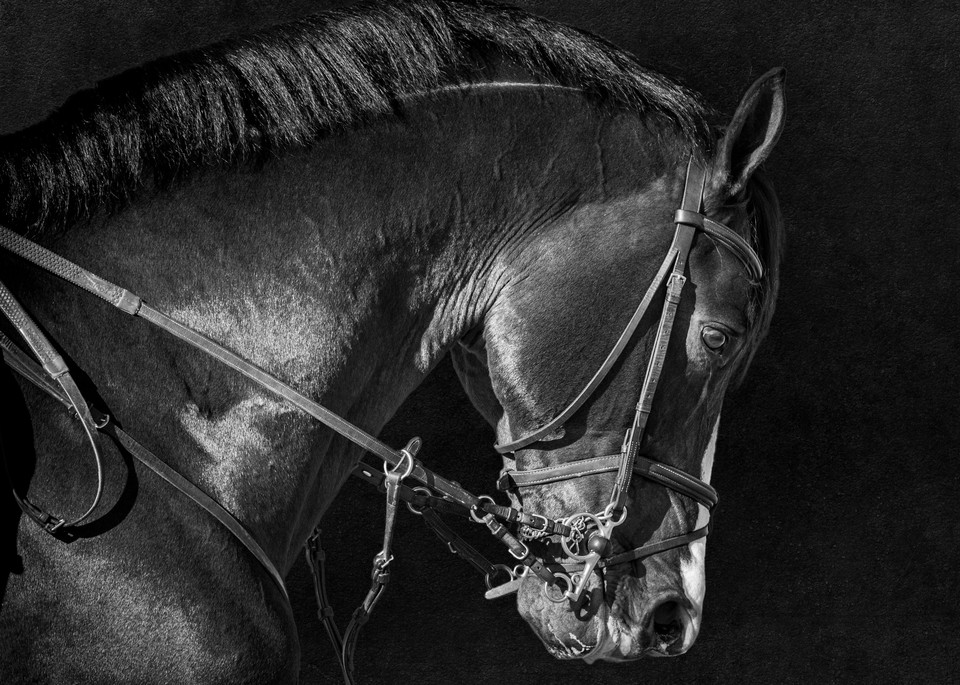 Bridle Portrait of Clintord #2, b&w | Equine Collection | CBParkerPhoto Art