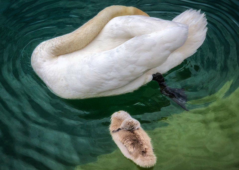 Sleeping Swans Photography Art | Carol Brooks Parker Fine Art Photography