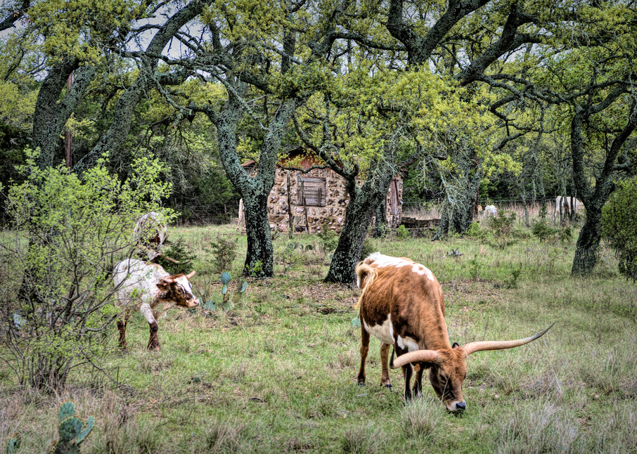 Texas Longhorns Grazing  Art | Larry Pagett LP Photography 