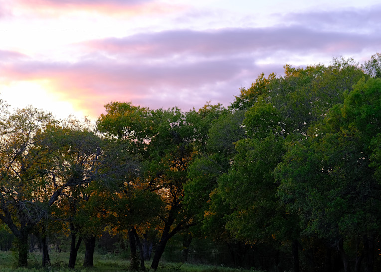 Texas Sunset Over Treeline
