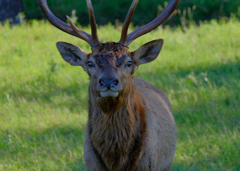 European Red Deer Close-up