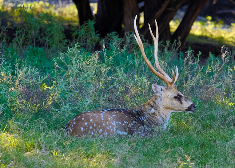 Axis Deer in Camouflage