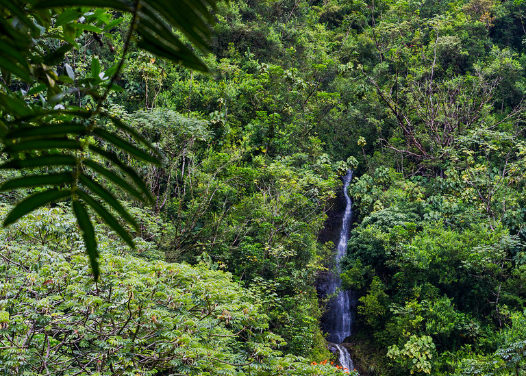 Manoa Falls In A Hawaiian Tropical Rainforest Photograph For Sale As Fine Art