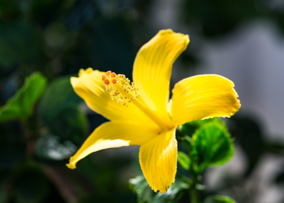 Yellow Hibiscus Flower In Hawaii Photograph For Sale As Fine Art