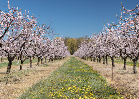 Cherry Orchard in Bloom