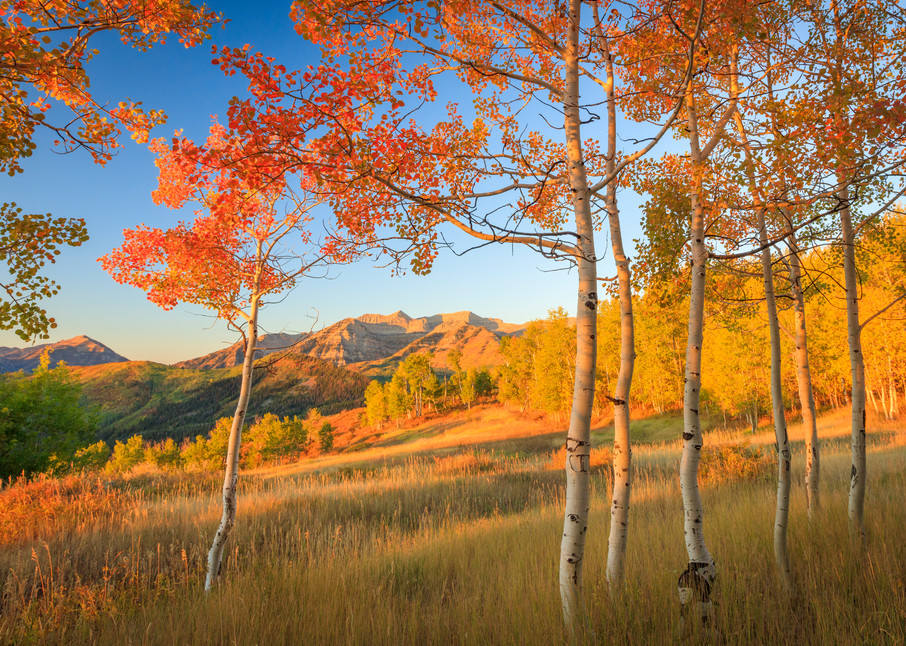timp with fiery aspens