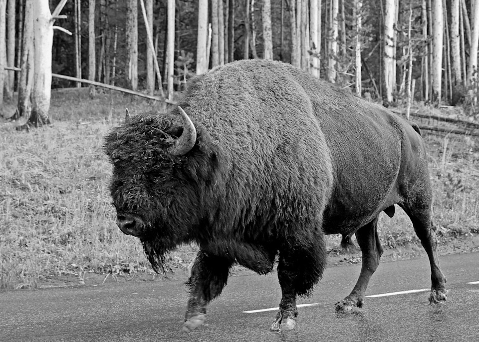 Bison Crossing in Yellowstone NP