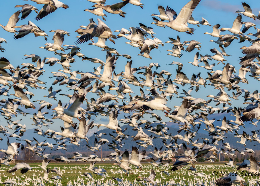 Large flock of Snow Geese in Skagit Valley, Washington