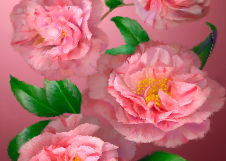 Pink Camellias metal wall art.  Aluminum Prints by the artist, Mary Ahern.