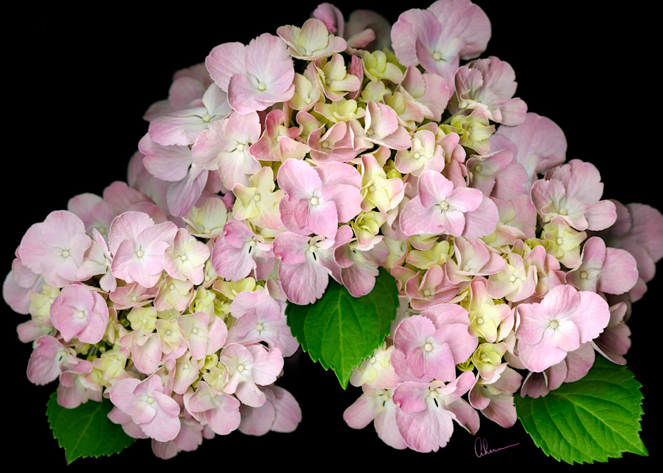 Pink Hydrangea metal wall art. Aluminum Prints by the artist, Mary Ahern.