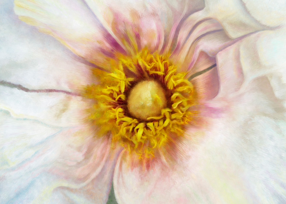 Single White Peony Squared  metal wall art. Aluminum Prints by the artist, Mary Ahern.