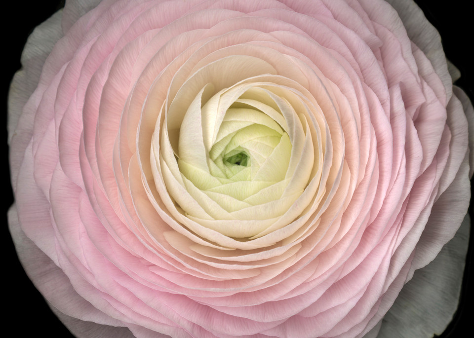Pink Ranunculus Squared metal wall art. Aluminum Prints by the artist, Mary Ahern.