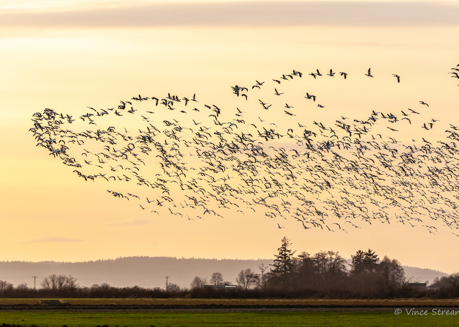 A flock of Snow Geese flying over Skagit County, Washington at sunset.
