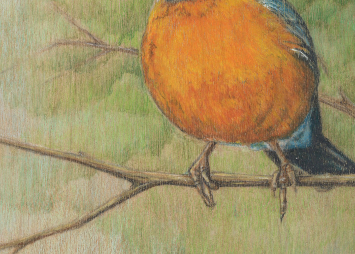 robin drawing art spring nature