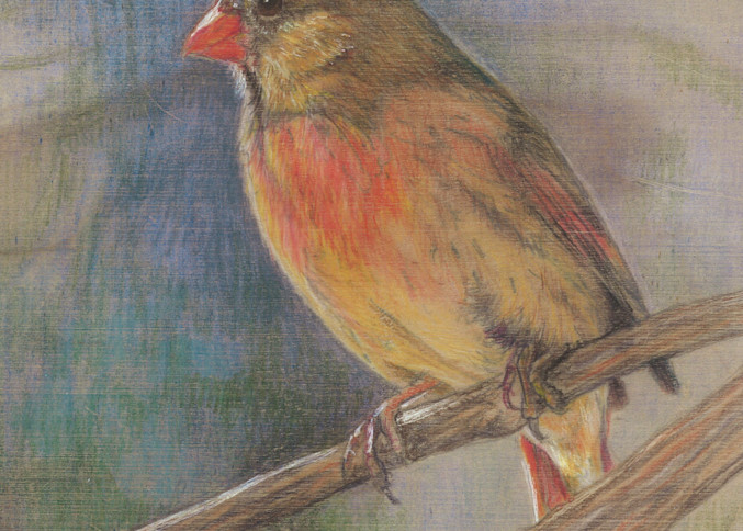 Female Cardinal Art | Lori Vogel Studio